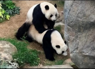 Kebun Binatang Sepi Karena Virus Corona, Sepasang Panda di Hong Kong Akhirnya Kawin Secara Alami