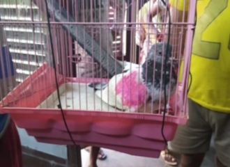 Polisi India Menahan Seekor Burung Merpati Karena Dicurigai Sebagai Mata-mata