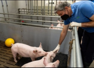 Ilmuwan Jerman Berencana Kembang Biakkan Babi Rekayasa Genetik untuk Transplantasi Jantung ke Manusia