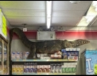 Viral Video Seekor Kadal Raksasa Sepanjang Hampir 2 Meter 'Berkunjung' ke 7-Eleven di Thailand