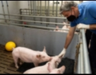 Ilmuwan Jerman Berencana Kembang Biakkan Babi Rekayasa Genetik untuk Transplantasi Jantung ke Manusia
