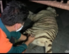 Satu Harimau yang Lepas dari Sinka Zoo, Singkawang, Berhasil Diamankan, Satunya Lagi Terpaksa Ditembak Mati