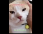Pororo, Kucing Seleb TikTok yang Hilang dan Bikin Heboh Media Sosial Telah Ditemukan