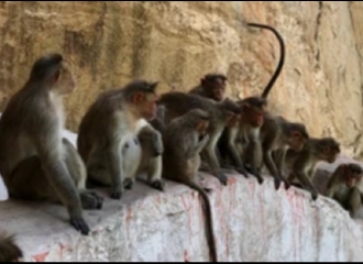 Di India, Perang Antar Geng Monyet Berujung Korban Jiwa dari Pihak Manusia
