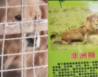 Viral Kebun Binatang di China Menaruh Golden Retriver di Kandang Berlabel 'Singa Afrika'