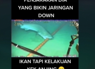Hoaks Video Ikan Hiu Gigit Kabel Bikin Jaringan Telkomsel dan Indosat Gangguan