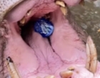 Viral Kuda Nil Taman Safari Indonesia Menelan Botol Plastik, Pelaku yang Melempar Botol Meminta Maaf