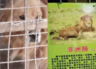 Viral Kebun Binatang di China Menaruh Golden Retriver di Kandang Berlabel 'Singa Afrika'