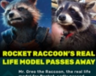 Rakun Yang Menjadi Model Nyata Untuk Karakter Rocket Raccoon Telah Meninggal