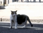 Heboh Video Pria Makan Kucing Hidup-Hidup di Kemayoran, Polisi Kerahkan Personel Buru Pria Tersebut
