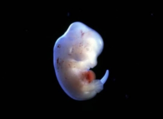 Pemerintah Jepang Setujui Eksperimen Embrio Manusia-Hewan Pertama di Dunia