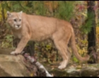 Seorang Pria Membunuh Seekor Cougar yang Menyerangnya di Amerika Serikat