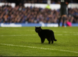 Seekor Kucing Hitam Membuat Pertandingan Everton Melawan Wolverhampton Wanderers Dihentikan Sementara