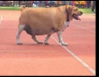 Anjing Penjaga Sekolah Kegendutan, Pihak Sekolah Melarang Siswa & Staff Memberi Makan Hingga Berat Anjing itu Normal Kembali