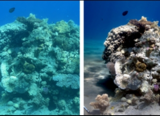 Teknologi AI Terbaru Mampu Membuat Foto Dalam Laut Seolah Diambil di Daratan Kering
