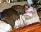 Seekor Bayi Gajah Bertingkah Seperti Hewan Peliharaan Rumahan Setelah Diselamatkan dari Maut