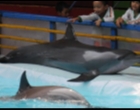Pertunjukan Lumba-lumba Keliling Resmi Dilarang di Indonesia