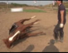 [Video] Kuda 'Drama Queen' yang  Pura-pura Mati Secara 'Dramatis' Setiap Kali Ditunggangi