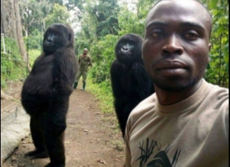Viral Dua Gorila yang Berpose Selifie Dengan Penjaga Hutan
