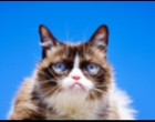 Grumpy Cat, Kucing Ikonik yang Jadi Sensasi Internet, Mati di Usia 7 Tahun