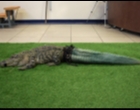 Tak Punya Ekor, Alligator Ini Dibuatkan Ekor Buatan Dengan Teknik Printer 3D
