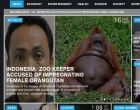 Media Asing Tuduh Penjaga Kebun Binatang Surabaya Hamili Orangutan