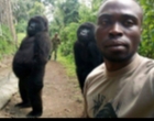 Viral Dua Gorila yang Berpose Selifie Dengan Penjaga Hutan