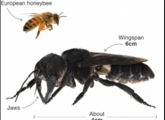 Lebah Terbesar di Dunia yang Sudah Menghilang Selama 40 Tahun Ditemukan Kembali di Indonesia