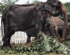 Kondisi Gajah yang Menyedihkan Akibat Dipaksa Bekerja di Festival di Sri Lanka Selama Bertahun-tahun