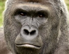 Di Ohio Gorila Berusia 17 Tahun Ditembak Mati 