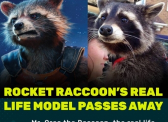 Rakun Yang Menjadi Model Nyata Untuk Karakter Rocket Raccoon Telah Meninggal