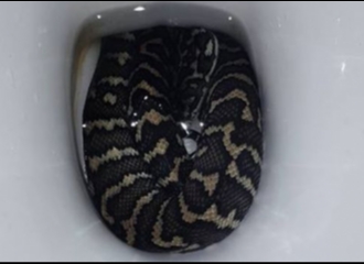 Seorang Wanita Digigit Ular yang Bersembunyi di dalam Toilet