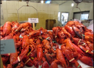 Seekor Lobster Transparan Tak Sengaja Tertangkap Nelayan
