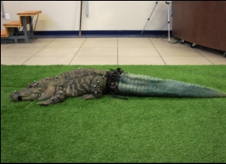 Tak Punya Ekor, Alligator Ini Dibuatkan Ekor Buatan Dengan Teknik Printer 3D
