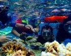 4 Spot Snorkeling Seru di Kepulauan Seribu