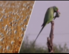 Kecanduan Opium, Kawanan Burung Beo Jarah Ladang Opium Milik Petani di India