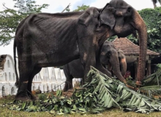Kondisi Gajah yang Menyedihkan Akibat Dipaksa Bekerja di Festival di Sri Lanka Selama Bertahun-tahun