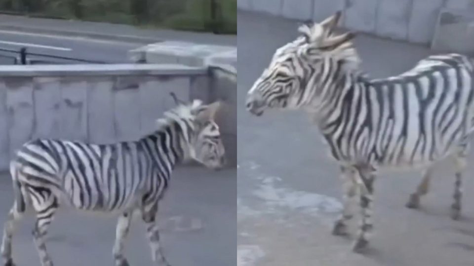 Zebra Kebun Binatang di Armenia Kabur, Ternyata Prank Warga Yang Mengecat Keledainya