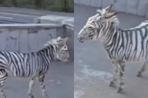 Zebra Kebun Binatang di Armenia Kabur, Ternyata Prank Warga Yang Mengecat Keledainya