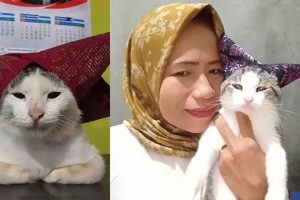 Bobo Si Kucing Meme Onde Mande Meninggal Dunia