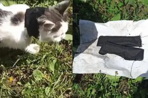 Kucing Kurir Narkoba Diamankan Saat Beraksi di IK-17 Nizhny Novgorod Rusia