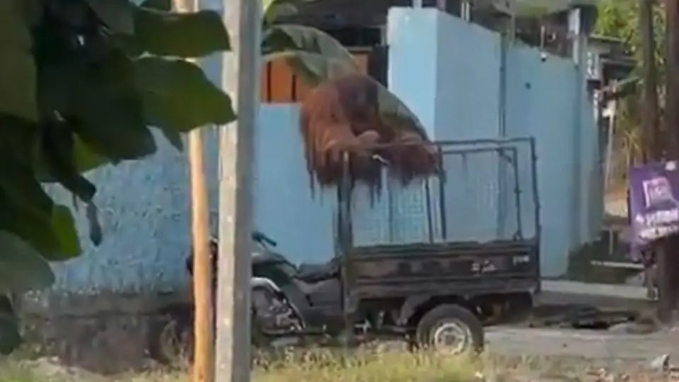 Orang Utan Solo Safari Bernama Didi Sempat Kabur Usai Akali Sistem Pengamanan