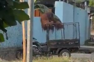 Orang Utan Solo Safari Bernama Didi Sempat Kabur Usai Akali Sistem Pengamanan