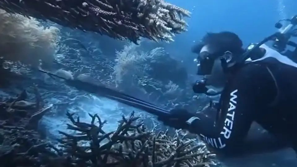 WNA Asal China Ditangkap Terkait Dugaan Penombakan Penyu di Raja Ampat