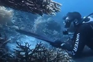 WNA Asal China Ditangkap Terkait Dugaan Penombakan Penyu di Raja Ampat
