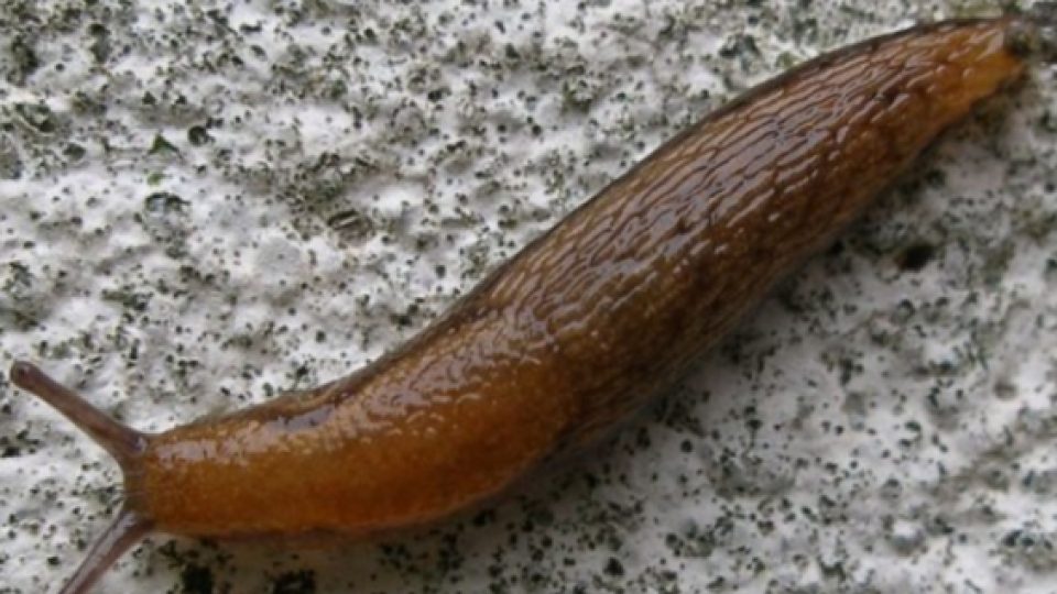 Seekor Siput Menyebabkan Puluhan Kereta di Jepang Berhenti Beroperasi
