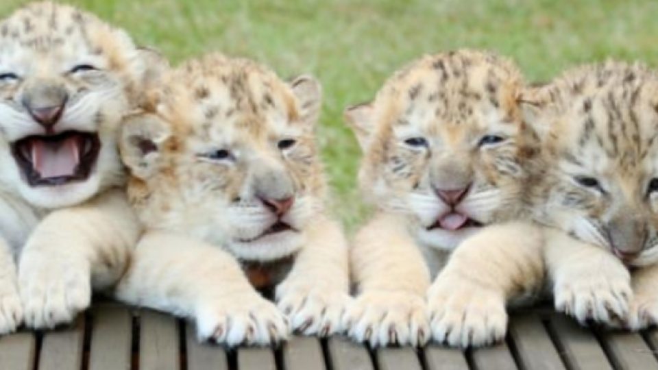 Perkenalkan: Yeti, Odlin, Simpson, dan Apollo, Empat Ligers Putih Pertama di Dunia