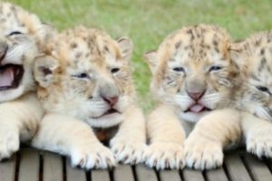 Perkenalkan: Yeti, Odlin, Simpson, dan Apollo, Empat Ligers Putih Pertama di Dunia