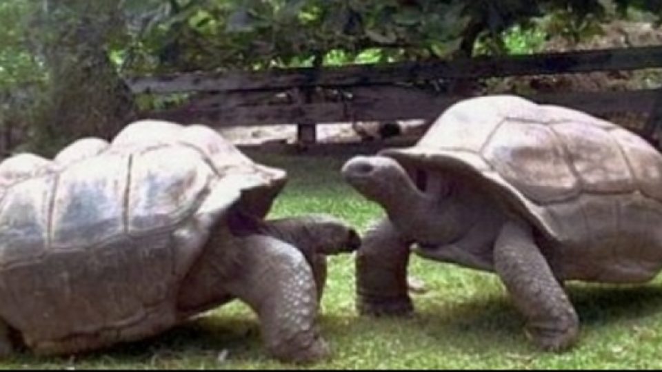 Sepasang Kura-Kura Galapagos yang Telah Menjalin Kasih Selama Hampir Satu Abad 'Bercerai', Membingungkan Ahli dan Penggemar