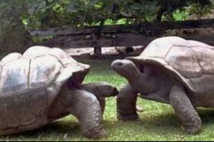 Sepasang Kura-Kura Galapagos yang Telah Menjalin Kasih Selama Hampir Satu Abad 'Bercerai', Membingungkan Ahli dan Penggemar